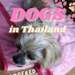 Various types of dogs in Thailand- pampered pets, street, village, etc